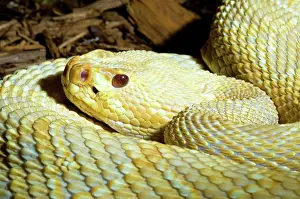 Mutation: Eastern Diamondback Rattlesnake (Albino)