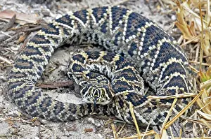 Diamondback: Eastern Diamondback Rattlesnake Baby