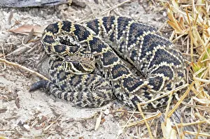 Diamondback: Eastern Diamondback Rattlesnake Baby