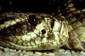 Rattlesnakes: Eastern Diamondback Rattlesnake - heat sensory pit
