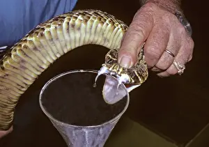 Milked: Eastern Diamondback Rattlesnake Being Milked