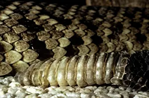 Rattlesnakes: Eastern Diamondback Rattlesnake - rattle