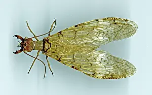 Cornutus: Eastern Dobsonfly