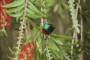 Club: Eastern Double-Collared Sunbird