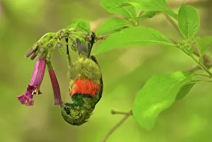 Sunbirds: Eastern Double-collared Sunbird - feeding