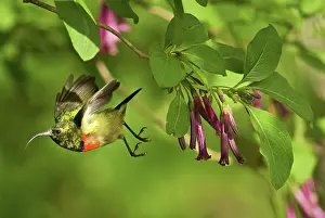 Sunbirds: Eastern Double-collared Sunbird - in flight