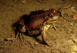 Dumerilii: Eastern / DumerilIs banjo frog
