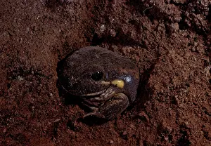 Dumerilii: Eastern / DumerilIs banjo frog