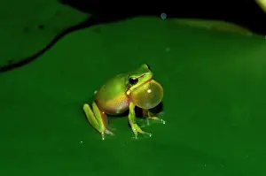 Loud: Eastern dwarf tree frog - calling. A very small