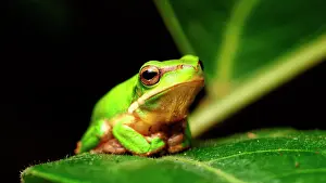 Litoria: Eastern Dwarf Tree Frog (Litoria fallax), Australia