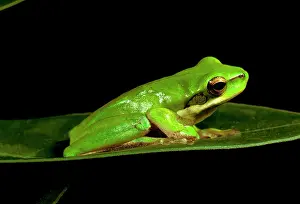 Fallax: Eastern dwarf treefrog