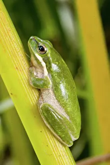 Fallax: Eastern dwarf treefrog