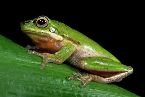 Litoria: Eastern Dwarf Treefrog