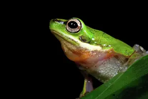 Litoria: Eastern Dwarf Treefrog
