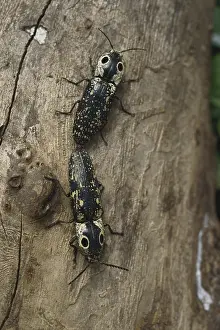 Click: Eastern Eyed Click Beetles