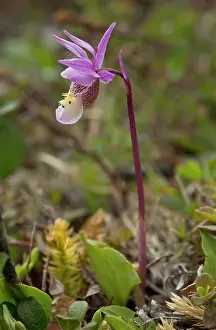 Slipper: Eastern Fairy-slipper - or calypso orchid - at Burnt Cape
