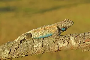 Undulatus: Eastern Fence Lizard