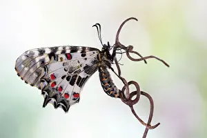 Gender: Eastern Festoon