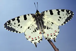 Festoon: Eastern Festoon Butterfly