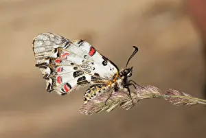 Lepidopterae: Eastern Festoon Butterfly