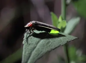 Flashing: Eastern Firefly