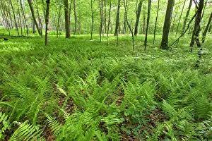 Fires: Eastern Forest - several years after fire burned understory