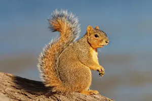Niger: Eastern Fox Squirrel (Sciurus niger) on