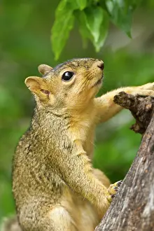 Niger: Eastern Fox Squirrel (Sciurus niger) on
