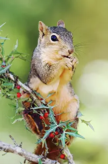 Niger: Eastern Fox Squirrel (Sciurus niger), adult eating
