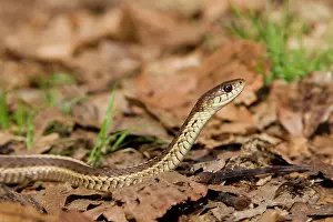 Sirtalis: Eastern Garter Snake