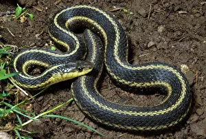 Thamnophis: Eastern Garter Snake