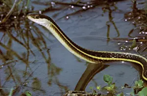 Thamnophis: Eastern Garter Snake