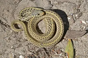 Thamnophis: Eastern Garter Snake