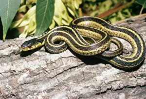 Thamnophis: Eastern Garter Snake