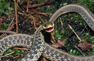 Harmless: Eastern Garter Snake