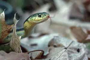 Sensing: Eastern Garter Snake