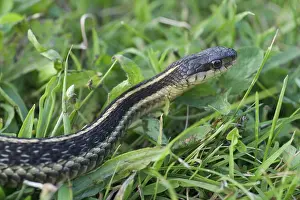Thamnophis: Eastern Garter Snake