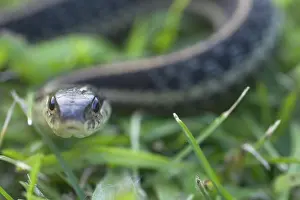 Thamnophis: Eastern Garter Snake