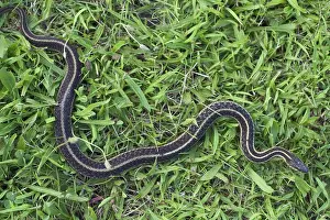 Thamnophis: Eastern Garter Snake