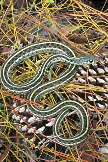 Harmless: Eastern Garter Snake