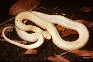 Ken Lucas: EASTERN GARTER SNAKE - ALBINO