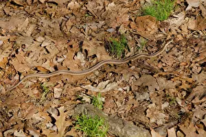 Sirtalis: Eastern Garter Snake - April