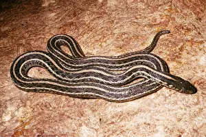 Ken Lucas: EASTERN GARTER SNAKE - COILED