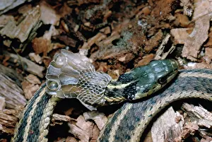 Thamnophis: Eastern Garter Snake Shedding