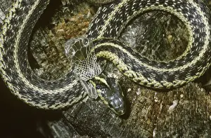 Thamnophis: Eastern Garter Snake shedding skin