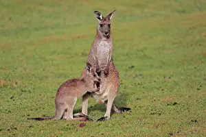 Maloney: Eastern giant grey kangaroo (Macropus giganteus)