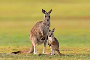 Maloney: Eastern giant grey kangaroo (Macropus giganteus)