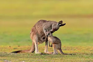 Maloney: Eastern giant grey kangaroo (Macropus giganteus)