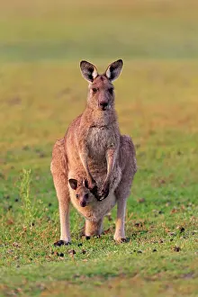 Maloney: Eastern giant grey kangaroo (Macropus giganteus)