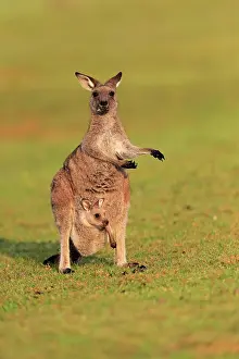 Maloney: Eastern giant grey kangaroo (Macropus giganteus)